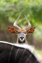 The nyala Tragelaphus angasii, young male observing the surrounding over the back of another male Royalty Free Stock Photo