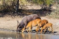 Nyala at waterhole Royalty Free Stock Photo