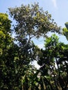 The Nyamplung tree grows taller than the surrounding trees with leaves that are blacker than the leaves of the surrounding trees.