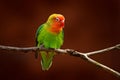 Nyasa Lovebird or Lilian`s lovebird, Agapornis lilianae, green exotic bird sitting on the tree, Namibia, Africa. Beautiful parrot Royalty Free Stock Photo
