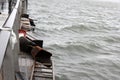 NYC Damage - Hurricane Sandy Royalty Free Stock Photo