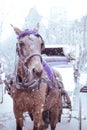 NYC Horse drawn carriage snowy day Royalty Free Stock Photo