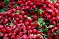 NYC: Radishes at Farmer's Market Royalty Free Stock Photo