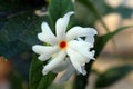 Nyctanthes arbor tristis night flowering jasmine, parijat, Gangaseuli, Jharaa sephali, Siuli flower blooming in nature with bea