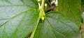 Nyctanthes arbortristis night blooming harsingar beautiful bud