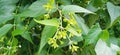 Nyctanthes arbortristis night blooming harsingar beautiful flower buds stock