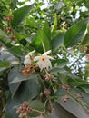 Nyctanthes arbortristis or parijat tree flower and leaf