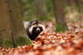 Nyctereutes procyonoides. Autumn colors in nature. Free nature. Royalty Free Stock Photo