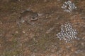 Nyctibatrachus near eggs seen at matheran