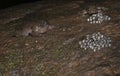 Nyctibatrachus or night frog calling around eggs