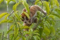 Nycticebus borneoanus in trees Royalty Free Stock Photo