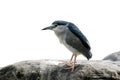 Nycticorax nycticorax Royalty Free Stock Photo