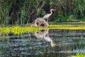 Nycticorax nycticorax - night heron