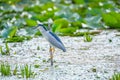 Nycticorax nycticorax - night heron