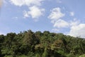 Nyeri Hill Forest Royalty Free Stock Photo