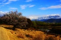 Nyingchi Peach Blossom Royalty Free Stock Photo