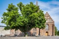 Nykobing Falster Church Courtyard Tree