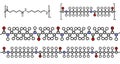 Nylon (nylon-6,6) plastic polymer, chemical structure