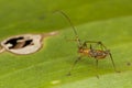 Nymph Assassin Bug Royalty Free Stock Photo