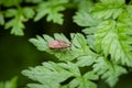 Black & Red Squash bug on grass Royalty Free Stock Photo