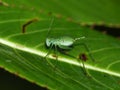 Nymph of a bush-cricket on a green leaf Royalty Free Stock Photo