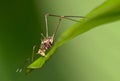 Nymph of Bush cricket