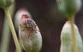 A nymph of Carpocoris purpureipennis on seedcase of an iris flower Royalty Free Stock Photo