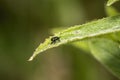 Nymph of common green shield bug Palomena prasina Royalty Free Stock Photo