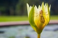 Nymph dragonfly onto the green lotus flowers. Royalty Free Stock Photo