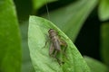 Nymph field cricket, Satara, Maharashtra, Royalty Free Stock Photo