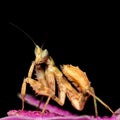 Hunting Flower mantis (Creobroter sp) in flower