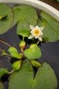 Nymph flower on water Royalty Free Stock Photo