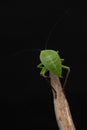 Nymph of a giant green grasshopper. Macro photo of exotic insect in studio. Grasshopper looks like a green leaf top view Royalty Free Stock Photo