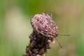 Nymph of the Hemiptera. Krempna, Poland. Royalty Free Stock Photo