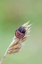 Italian striped-bug on dry bent Royalty Free Stock Photo