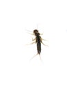 Nymph of plecoptera stonefly aquatic insect on white
