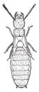 Nymph of the second form, Termites lucifugus of after c. Lespes, vintage engraving Royalty Free Stock Photo