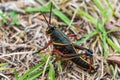 Nymph stage eastern lubber grasshopper Romalea microptera - Crystal River, Florida, USA Royalty Free Stock Photo