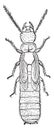 Nymph, Termites lucifugus of after c. Lespes, vintage engraving Royalty Free Stock Photo