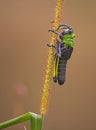 Toxic Milkweed Grasshopper (Phymateus morbillosus) nymph 13924 Royalty Free Stock Photo