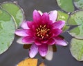 Nymphaea Royalty Free Stock Photo