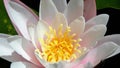 Nymphaea, European waterlily, closeup