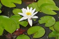 Nymphaea Alba, also known as White water Lily, in a pond on a midsummer day.