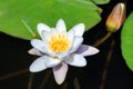 Nymphaea alba