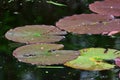 European White Waterlily - Nymphaea alba in pond, Secret Gardens, Norfolk, England, UK Royalty Free Stock Photo