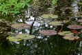 European White Waterlily - Nymphaea alba in pond, Secret Gardens, Norfolk, England, UK Royalty Free Stock Photo