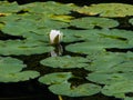 Nymphaea alba or European White Waterlily bud macro Royalty Free Stock Photo