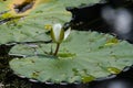 Nymphaea alba or European White Waterlily bud macro Royalty Free Stock Photo