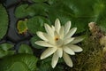 Nymphaea alba