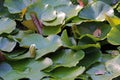 Nymphaea alba, Nymphaeaceae